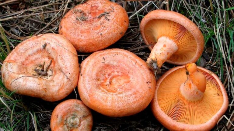 Обикновена млечница lactarius deliciosus